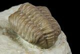 Bargain, Fossil Trilobite (Paciphacops) - Oklahoma #136962-4